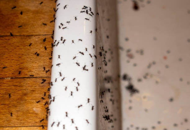 Best Best Pest Control Companies  in Port Ewen, NY