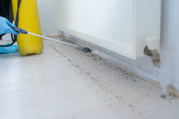 Best Termite Control Services  in Port Ewen, NY